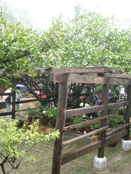 Camelia at Lijiang