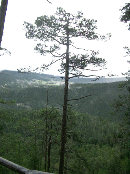 View from Spruce Plateau